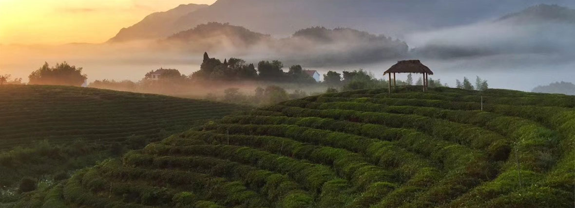 萬(wàn)畝級(jí)生態(tài)有機(jī)茶園