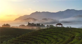 萬(wàn)畝級(jí)生態(tài)有機(jī)茶園